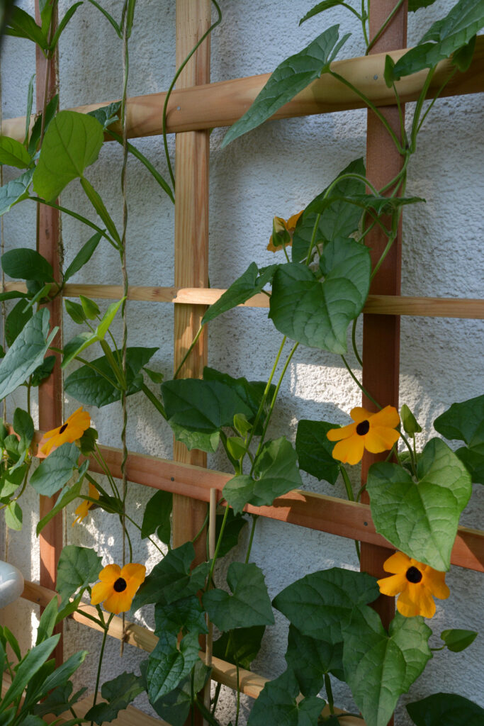 Blooming Black-eyed Susan vine