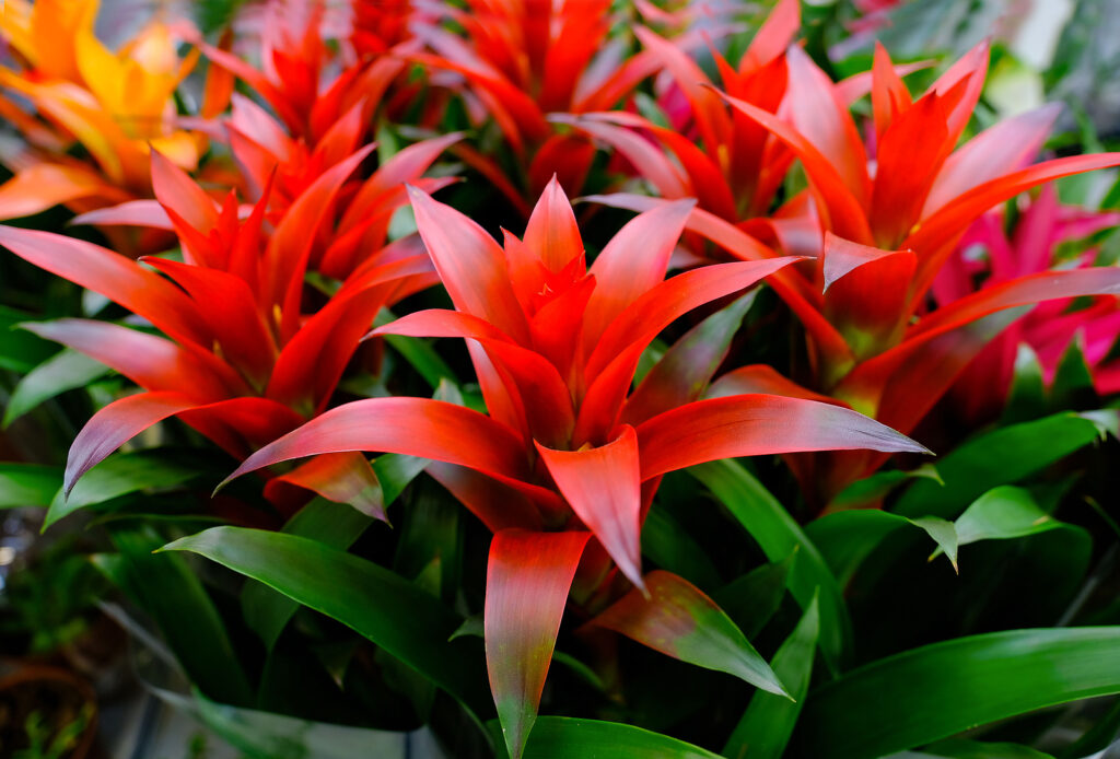 How to Grow Guzmania