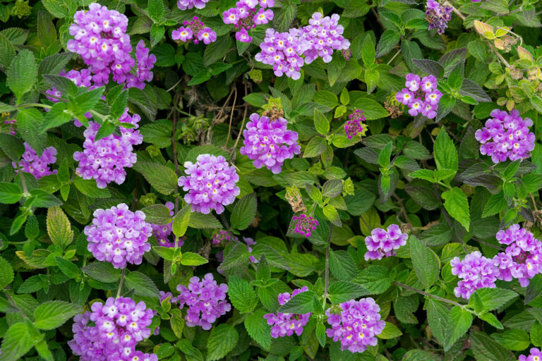 How to Grow Lantana