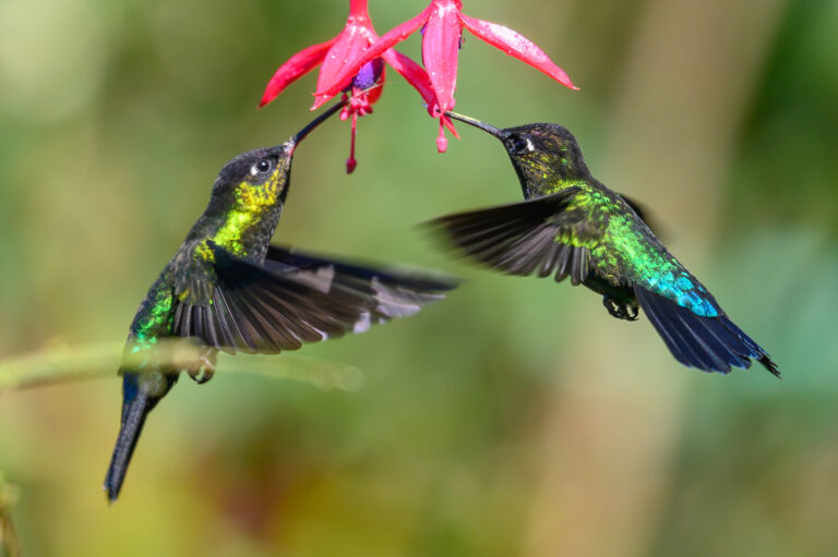 Flowers That Attract Birds and Butterflies