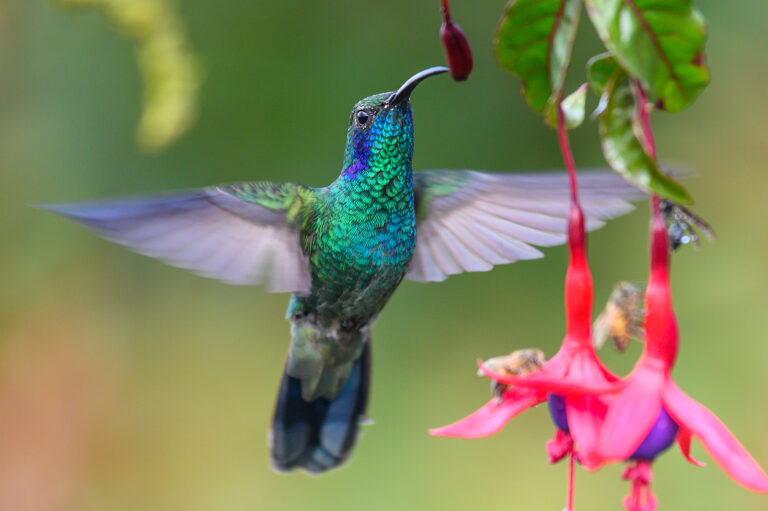 40 Plants to Attract Hummingbirds