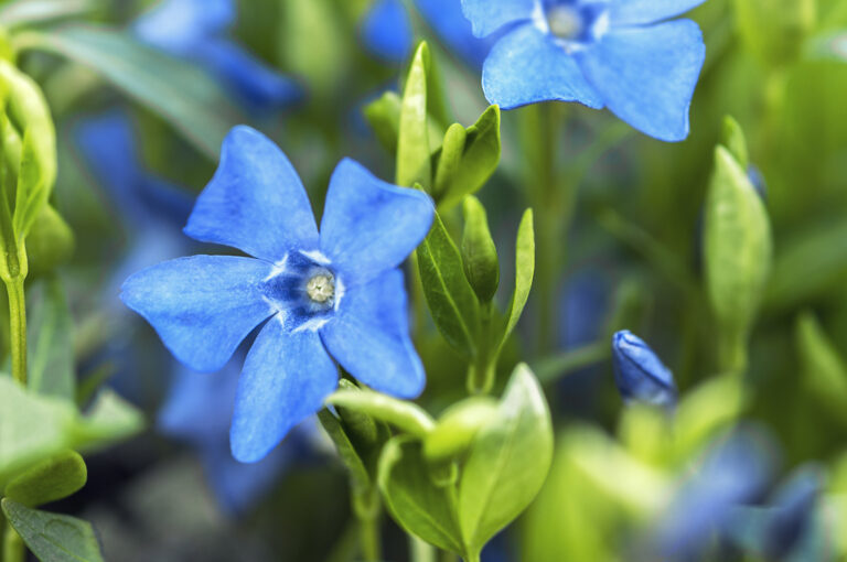 How to Grow Periwinkle — Vinca