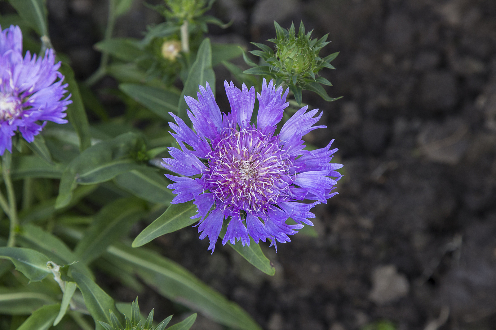 How to Grow Stokesia Stokes Aster