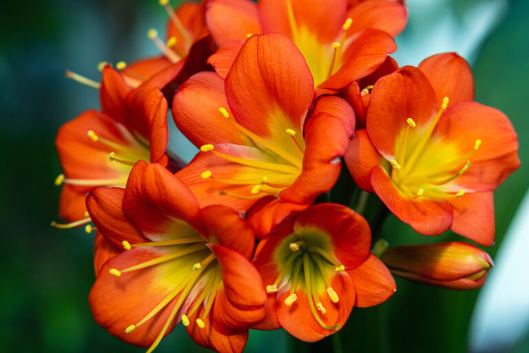 How to Grow and Care for Kaffir-Lily — Clivia