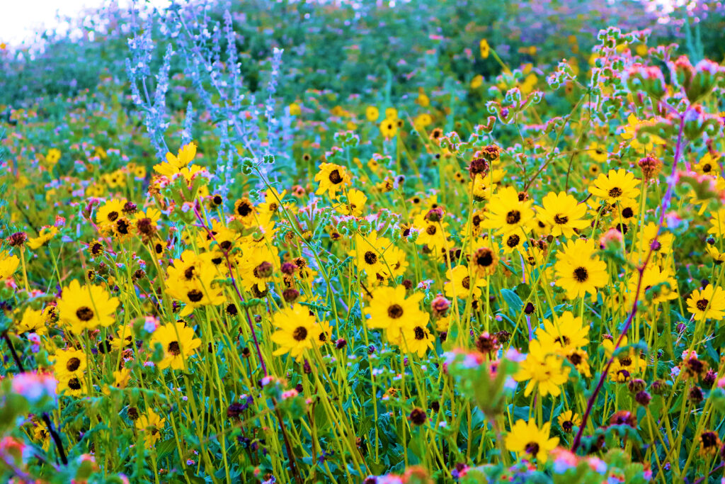 Wildflowers in a meadow