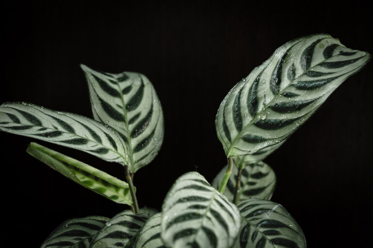 How to Grow Ctenanthe