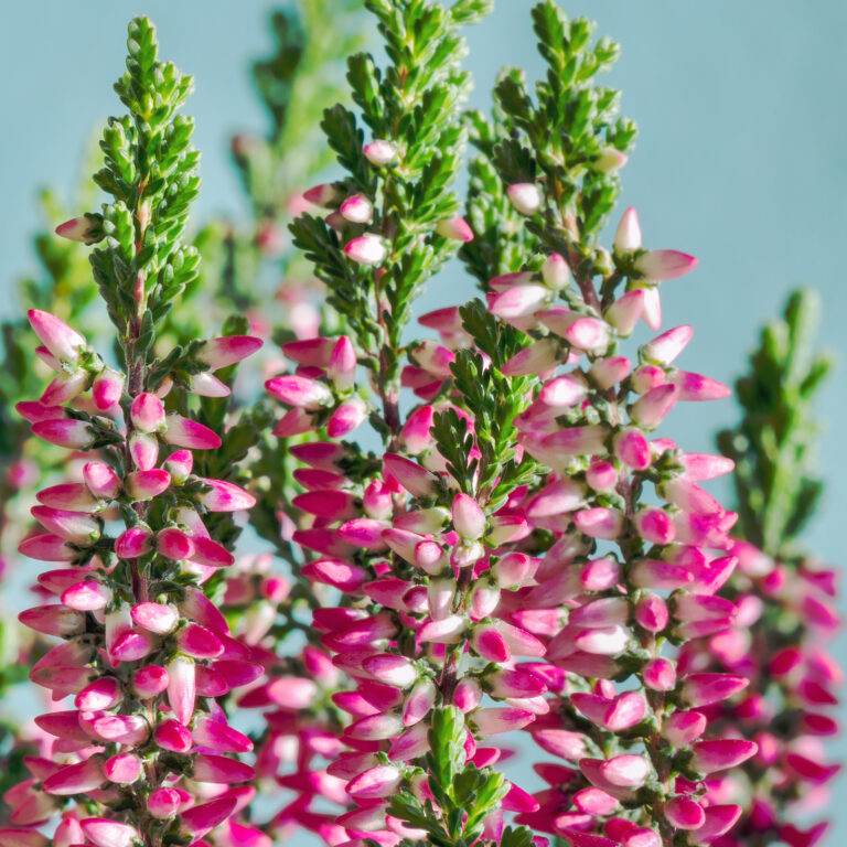 How to Grow Calluna – Scotch Heather