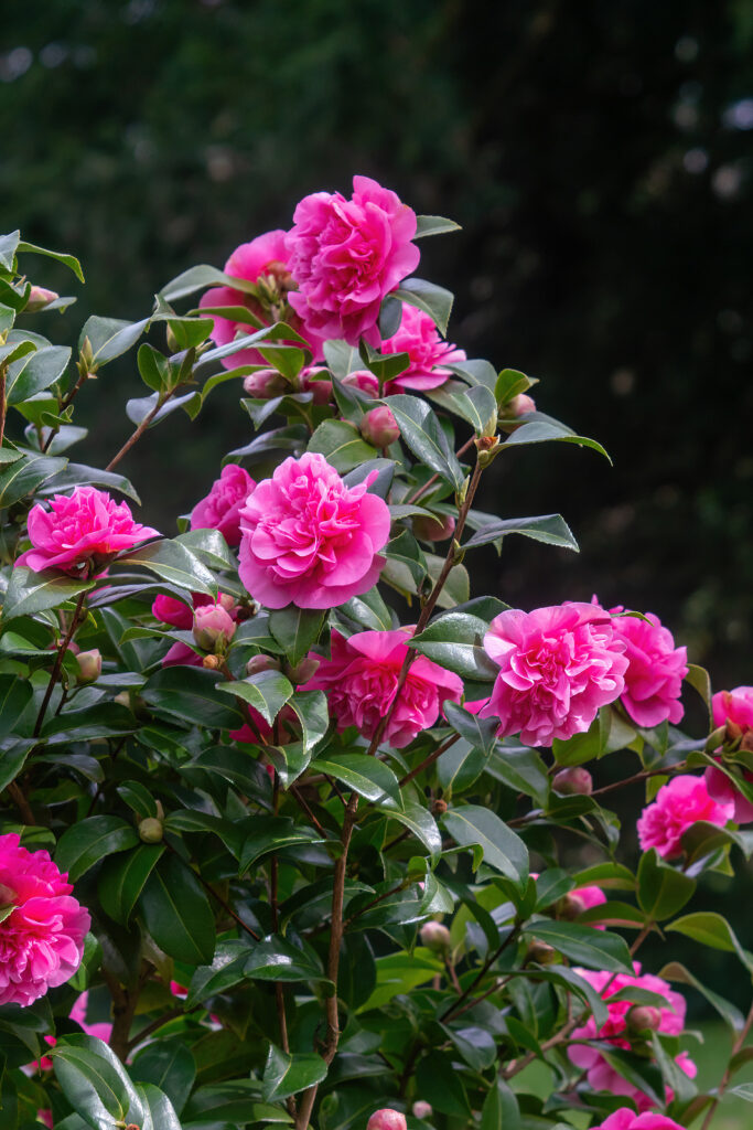 Camellia japonica 'Debbie' with peony-form flowers