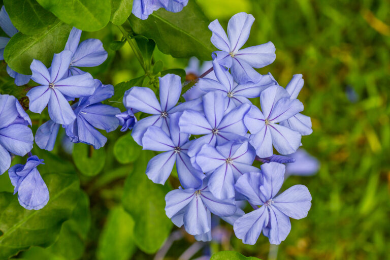Annual and Perennial Flowers for Seaside Gardens