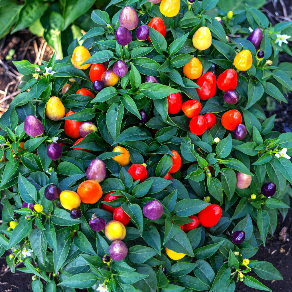 Ornamental peppers, Capsicum annuum