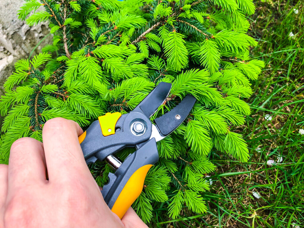 Pinching: removing growth tips with a pruner or thumb and finger