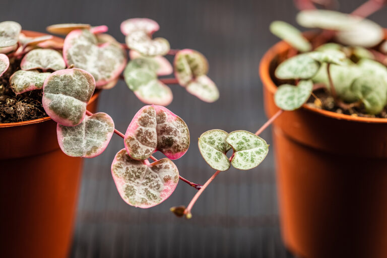How to Grow Ceropegia
