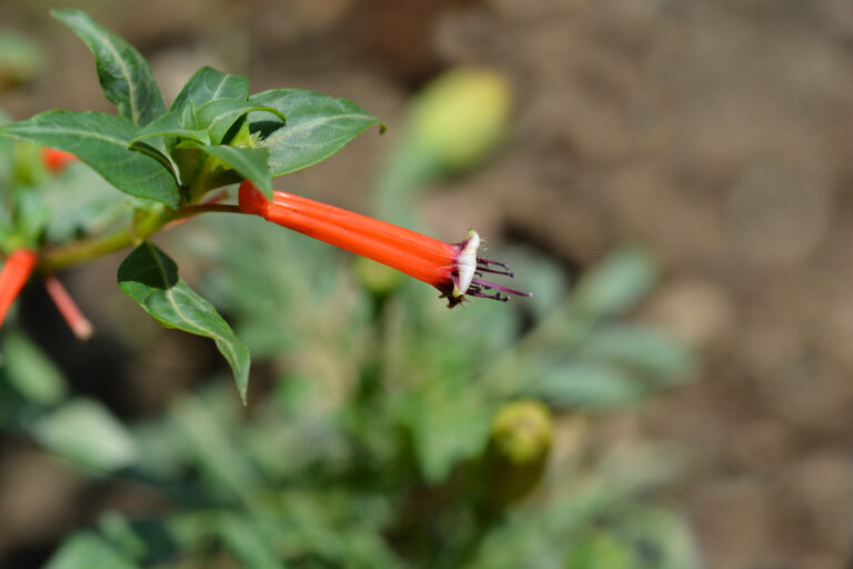 How to Grow Cigar Plant — Cuphea ignea