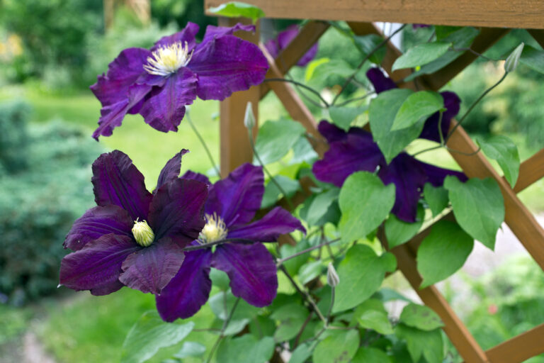 How To Plant And Grow Vines