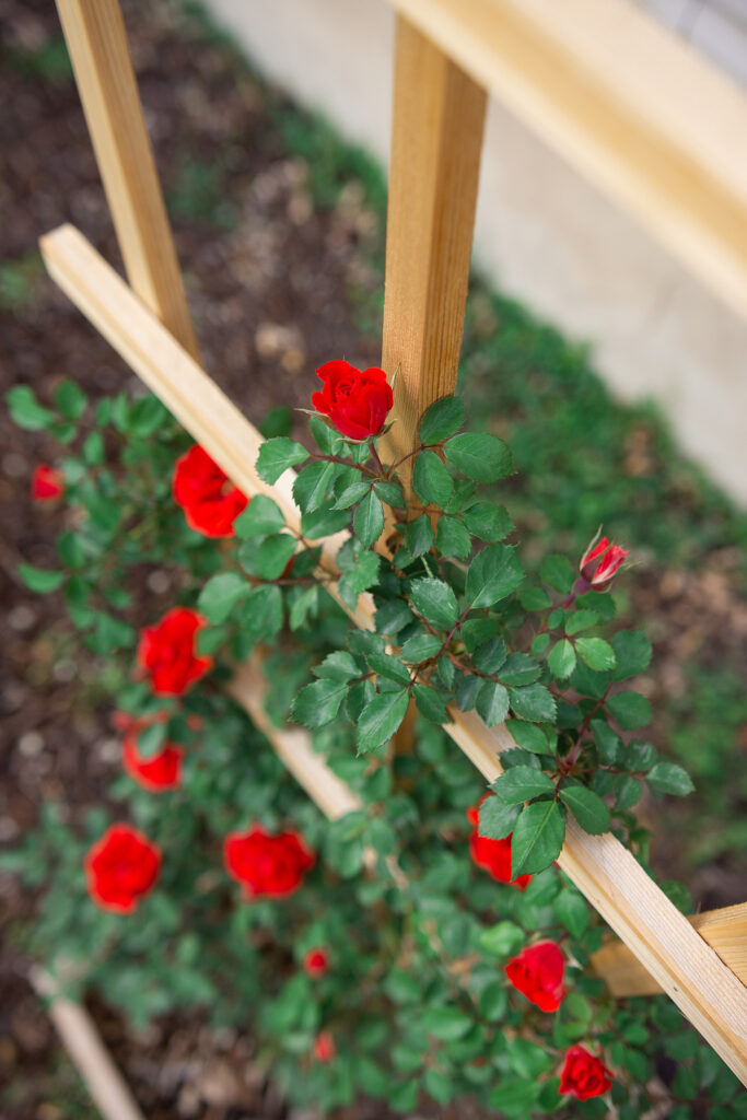 Train and tie roses into supports.