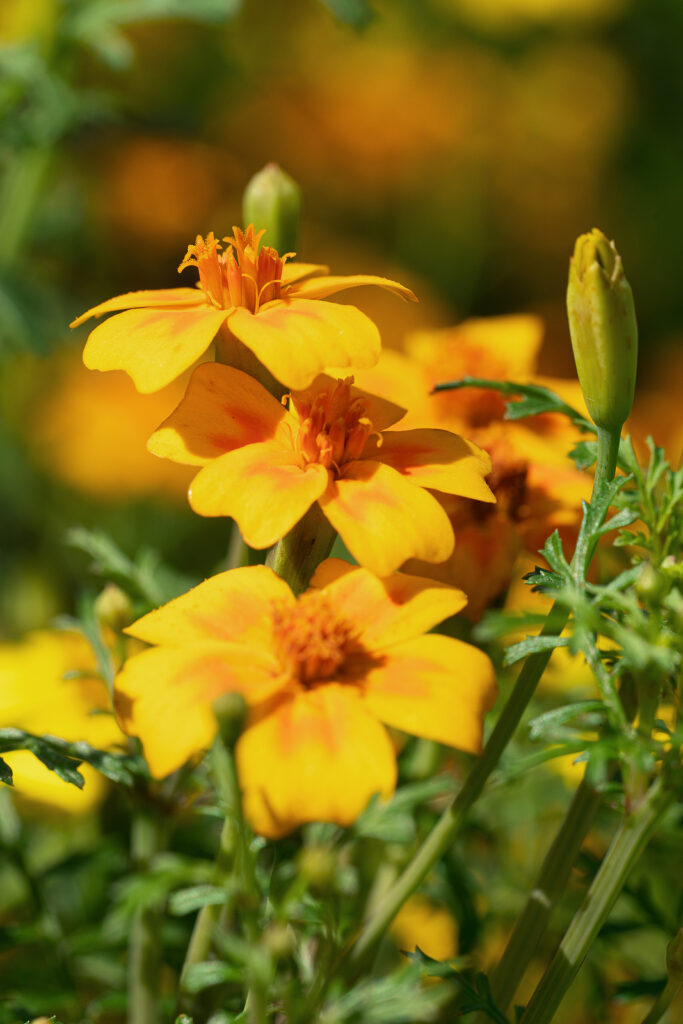 Signet marigold, Tagetes tenuifolia