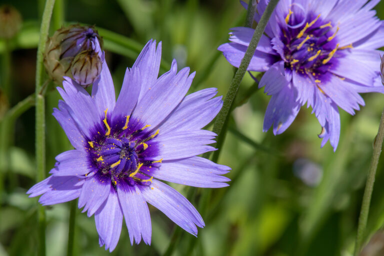 How to Grow Cupid’s Dart — Catananche