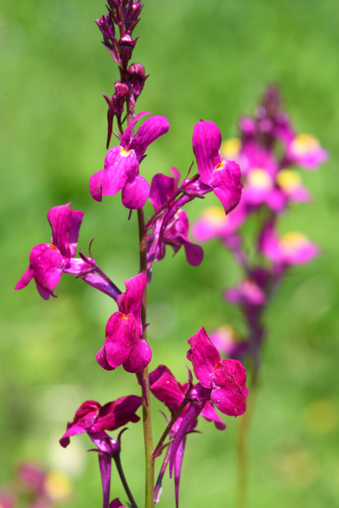 Moroccan toadflax, Linaria maroccana