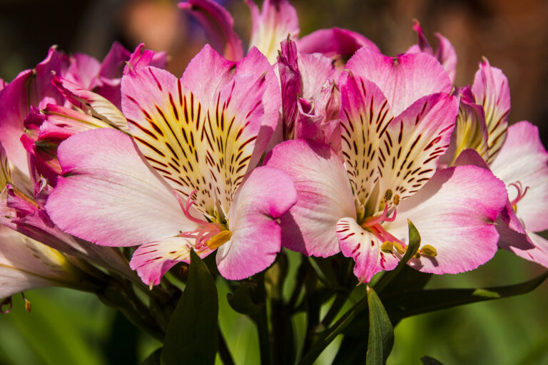 How to Grow Peruvian Lily — Alstroemeria