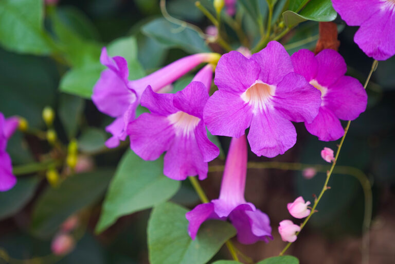 How to Grow Bignonia – Cross Vine