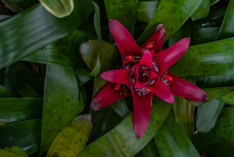 How to Grow Nidularium