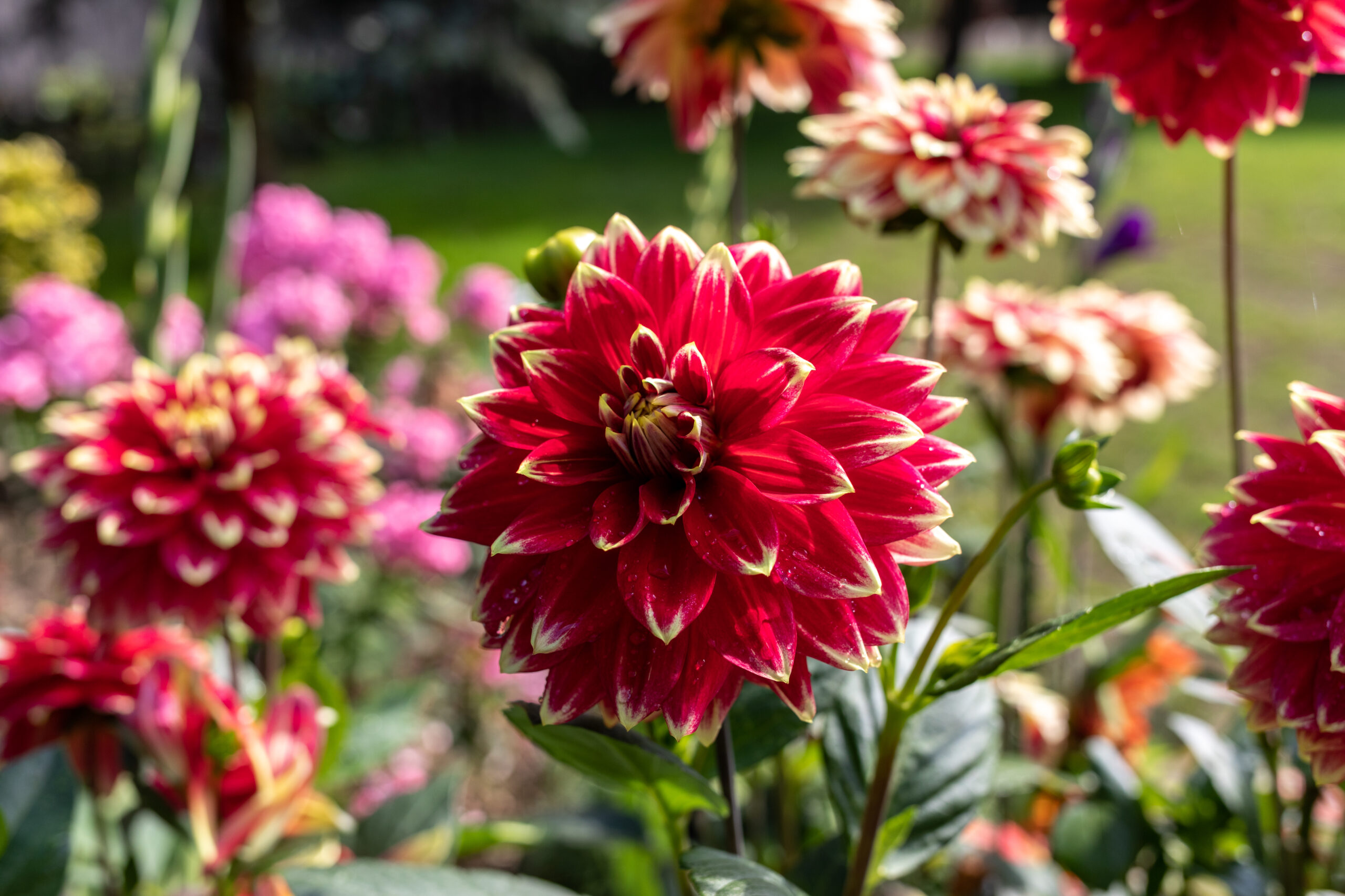 Dahlias in the summer garden
