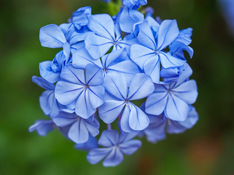 How to Grow Plumbago – Cape Plumbago