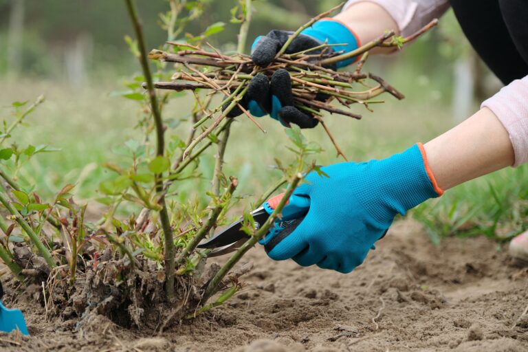 How to Prune Roses