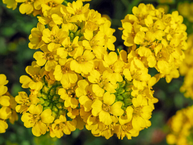 How to Grow Basket-of-Gold — Aurinia