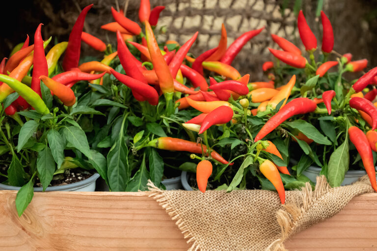 How to Grow Ornamental Peppers