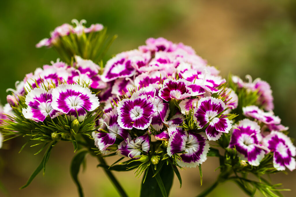 China pinks, Dianthus chinensis