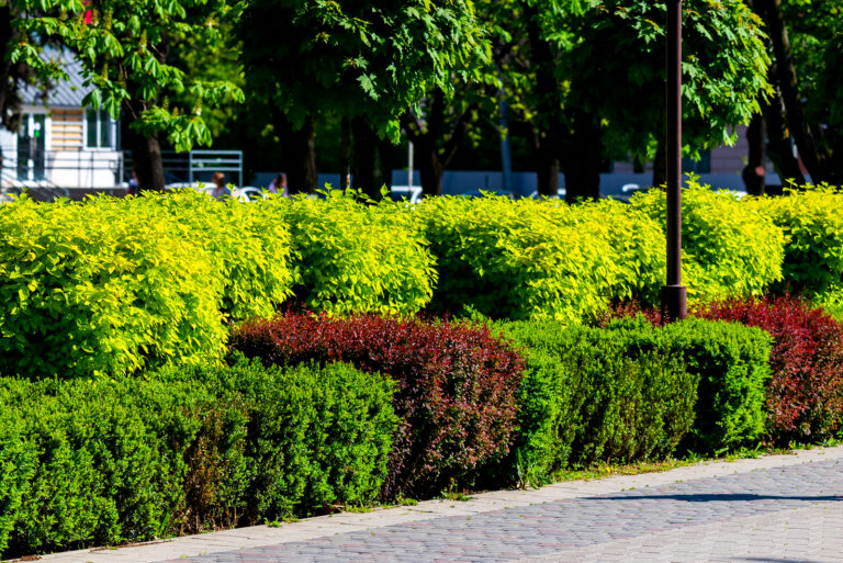 Designing with Shrubs