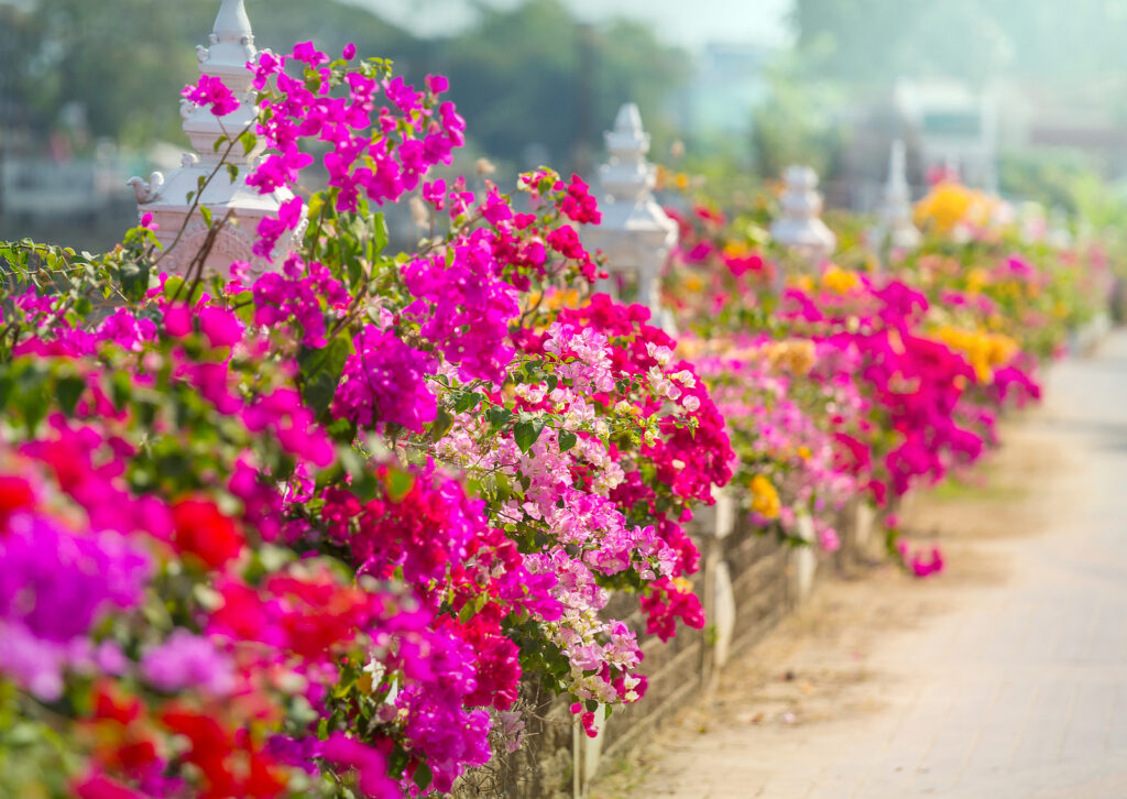 How to Grow Bougainvillea