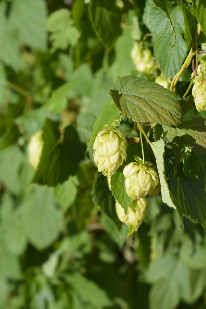 How to Grow Humulus - Hops