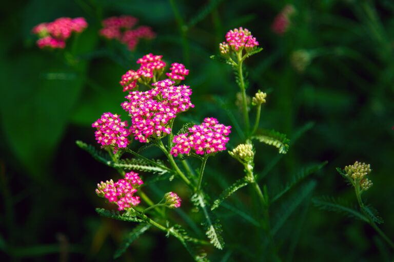 20 Perennials That Bloom for 6 to 8 Weeks