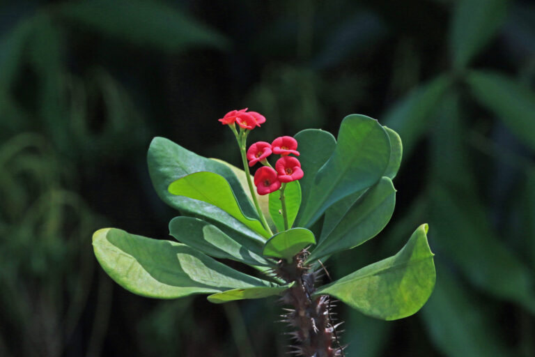 How to Grow Crown of Thorns — Euphorbia