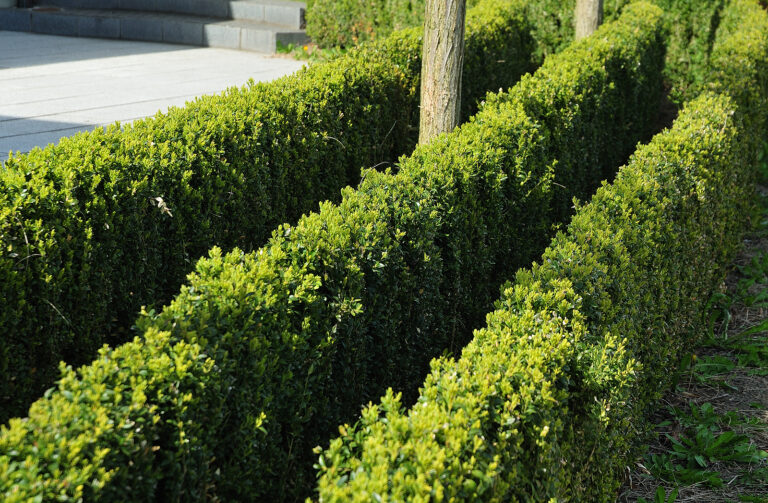Shrubs for Hedges