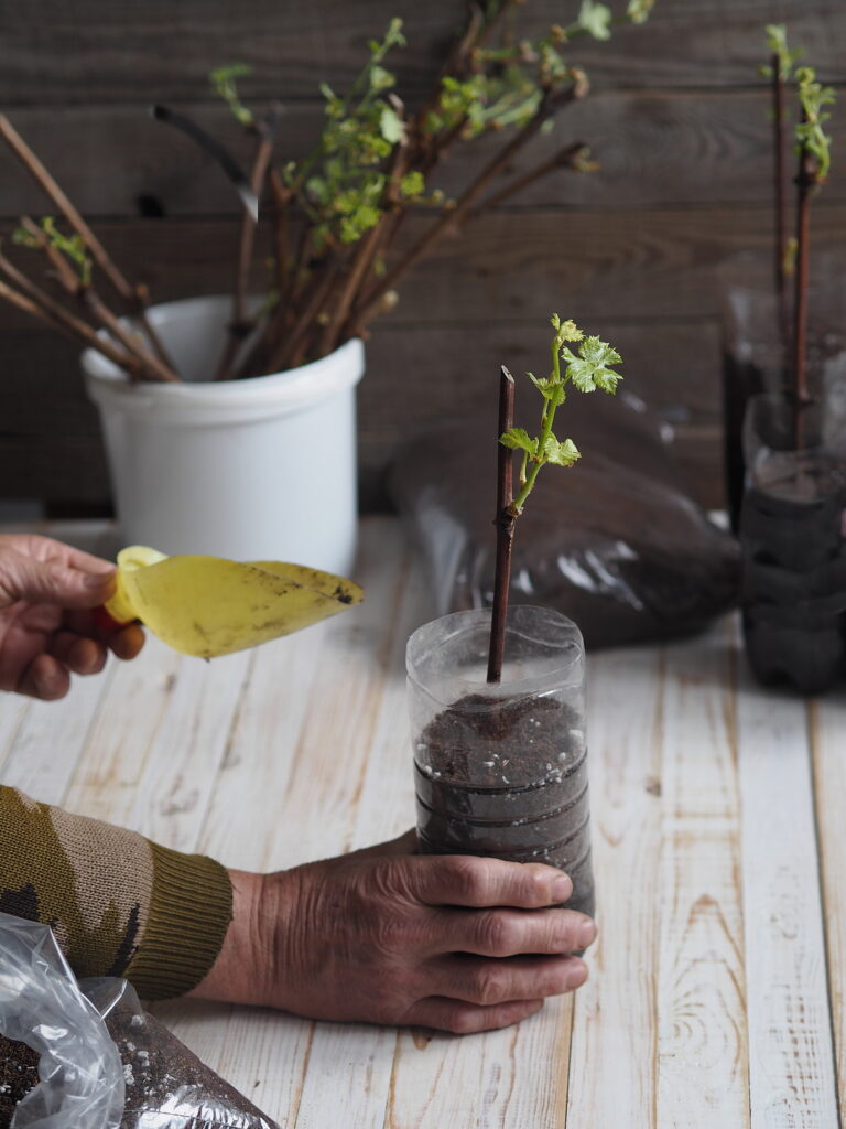 Propagating grapes from hardwood cuttings