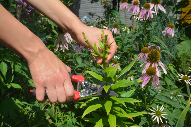 How to Deadhead Plants