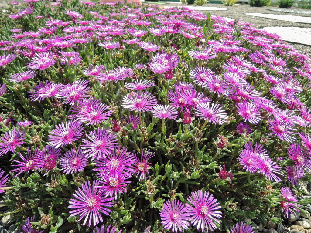 How to Plant, Grow, and Harvest Mizuna - Harvest to Table