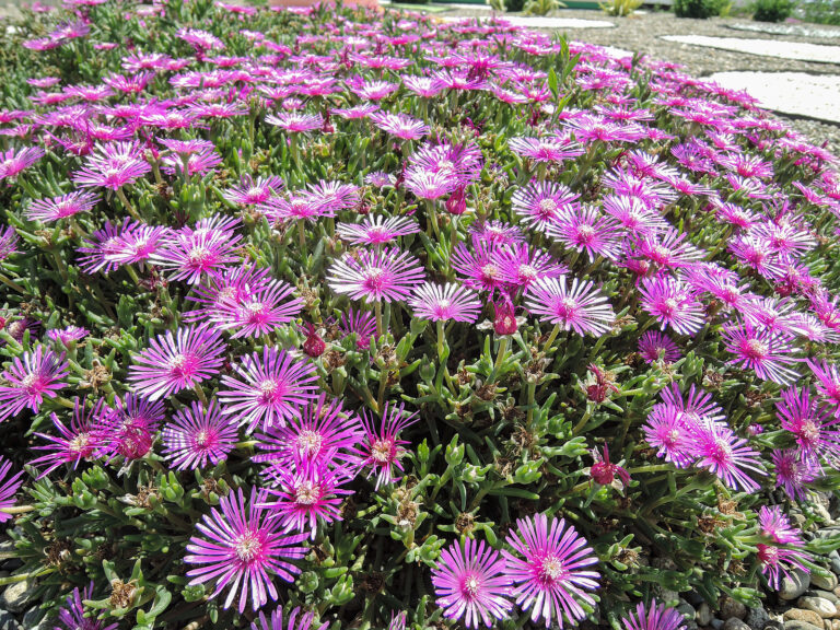 How to Grow and Care for Ice Plants