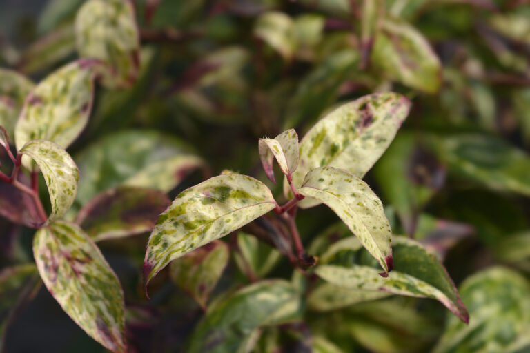 How to Grow Leucothoe – Drooping Leucothoe