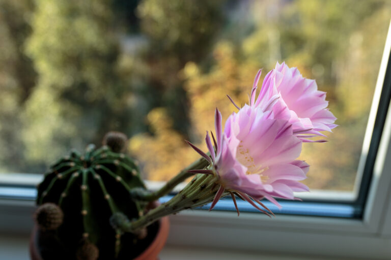 How to Grow Echinopsis — Easter Lily Cactus