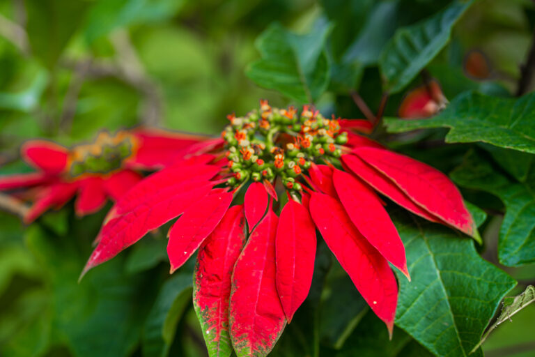 How to Grow and Care for Poinsettia