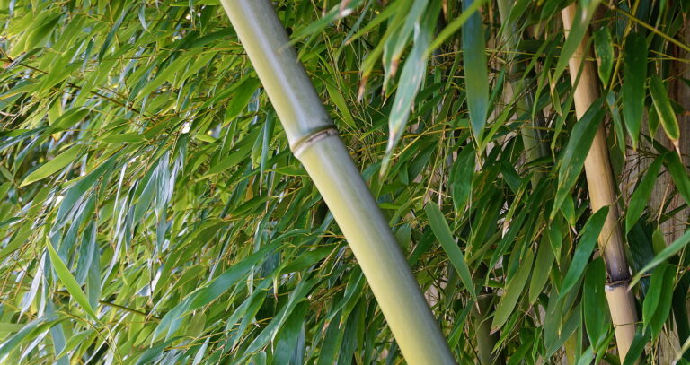 How to Grow Bambusa –Bamboo