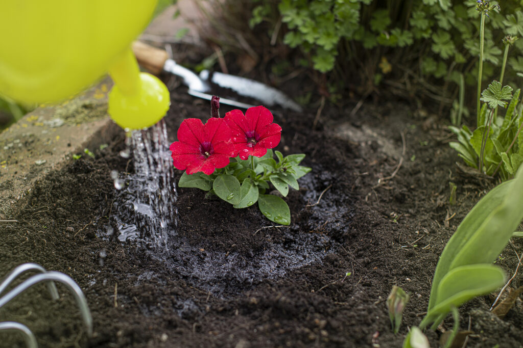 Water at the base of plants