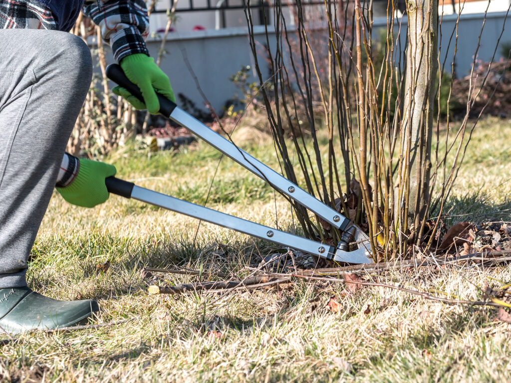 Rejuvenating a deciduous shrub by cutting stems down to the ground