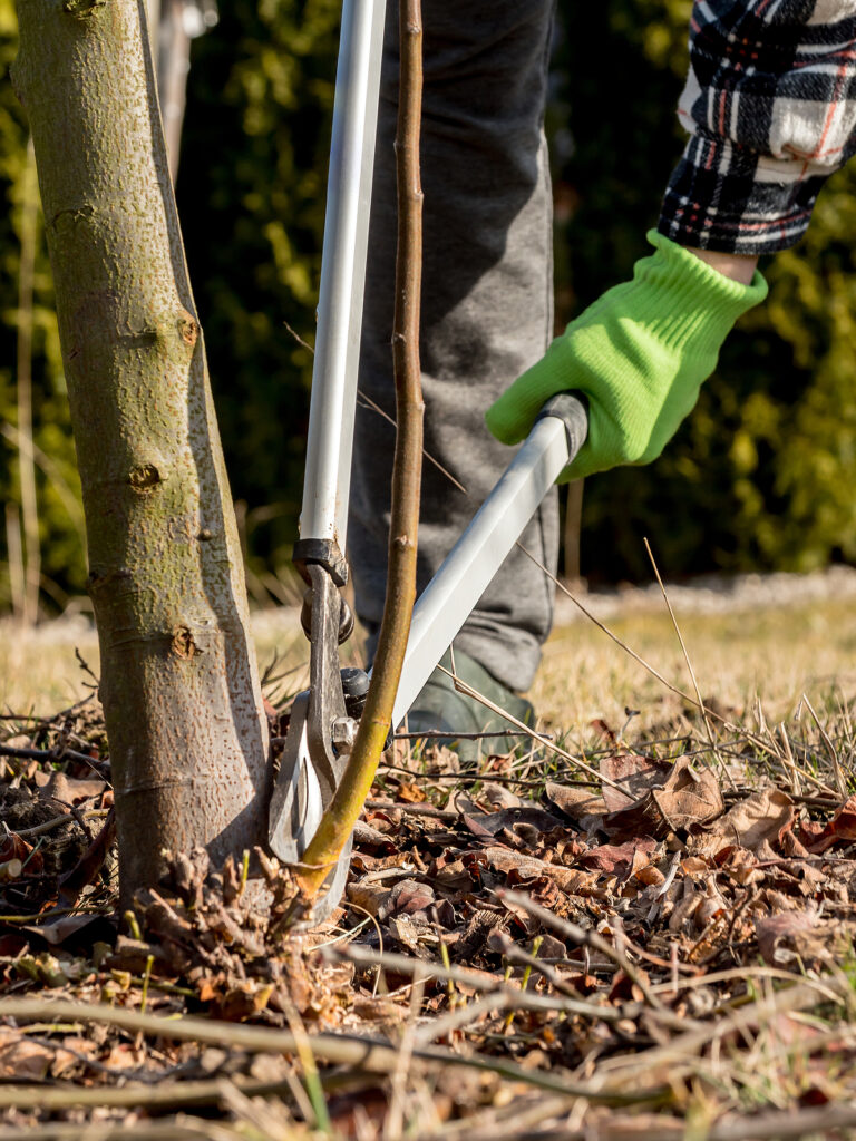 Removing a sucker with a lopper