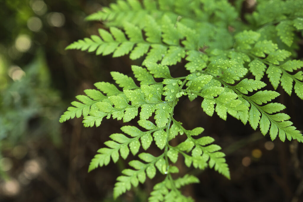 Leather fern, Rumohra adiantiformis