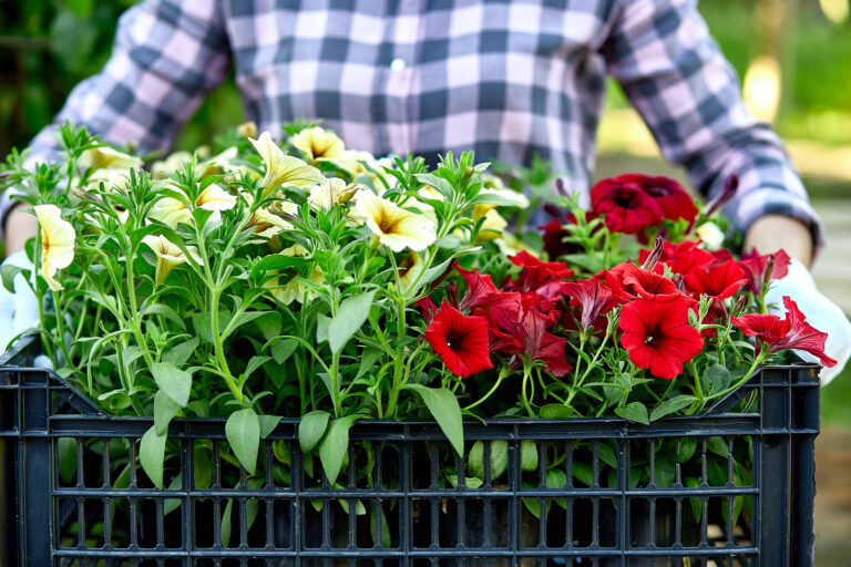May Flower Garden Tips Zone-by-Zone